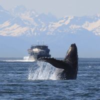 Observation des baleines