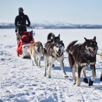 Initiation à la conduite de traîneau
